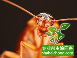 深圳灭蟑螂：灭蟑螂应斩草除根-怎么样灭除蟑螂的方法