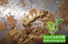 深圳白蚁防治白蚁爱吃电缆 地铁也很怕它