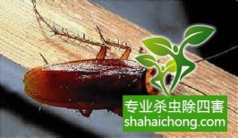 澳洲大蠊及其特点-怎么样如何消灭蟑螂