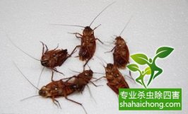 6种家庭轻松灭蟑螂方法-怎么样如何消灭蟑螂