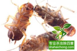 【灭蟑螂公司】家里有蟑螂怎么办,一招教你减少蟑螂出现-怎么样如何消灭蟑螂