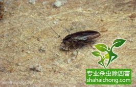 【灭蟑螂公司】深圳专业灭蟑螂写字楼除蟑-怎么样如何消灭蟑螂