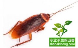被蟑螂咬了应如何正确处理-怎么样如何消灭蟑螂