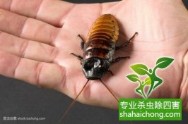 【杀蟑螂公司】用蟑螂告白遭拒，越南男生“重口味”告白注孤身-怎么样如何