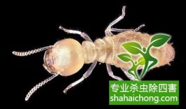 除白蚁哪种药比较好