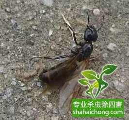 仓库防白蚁，请不要治标不治本