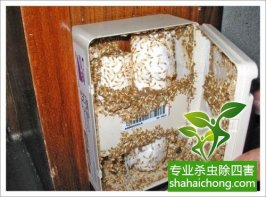 不同种类白蚁的灭治法