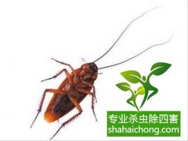 宾馆酒店的灭蟑方案-怎么样如何消灭蟑螂