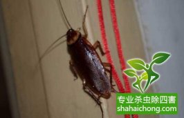 【深圳灭蟑螂公司】对PCO一些问题的认识-怎么样如何消灭蟑螂