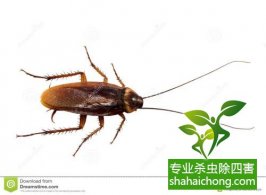 【深圳灭蟑螂公司】提供市民专业灭蟑螂服务-怎么样如何消灭蟑螂