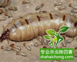 大型娱乐场所大理石瓷砖内部发现硕大白蚁巢穴惊吓到消杀服务人员