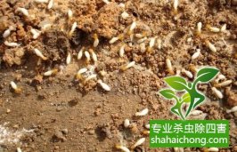 带翅膀的蚂蚁是不是白蚁？白蚁和蚂蚁的区别